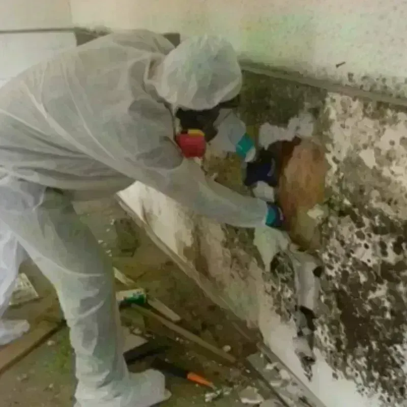 Mold Remediation and Removal in Wildwood, TX